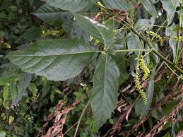 Image result for Allophylus