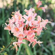 Image result for Tecomaria capensis