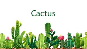 You can make a soil more porous by adding materials like now that you know how to plant and take care of a san pedro cactus, there are some things you should know before you decide to purchase it or include it in your. News The Magical Possibilities Of Cacti Drpaddo Com