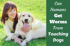 Roundworms are more common than ever imagined. An Unpleasant Question Can Humans Get Worms From Dogs Truth Inside