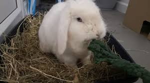 Check spelling or type a new query. Rabbit Abandoned In Sefton Park Click Liverpool