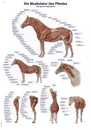 chart the equine musculature 70x100cm