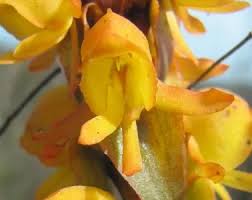 Image result for Satyrium schimperi