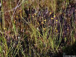 Image result for Xyris parvula