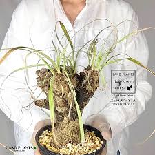 Image result for Xerophyta trichophylla