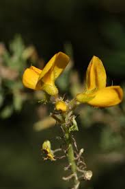 Image result for Adenocarpus