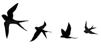 Pied Crow Black Bird With White Ring Around Neck 55 Super Ideas For Simple Small Bird Tattoo Feathers Bird Tattoo Wrist Little Bird Tattoos Birds Tattoo