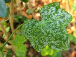Image result for mildew on cucumbers