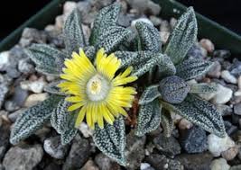 Image result for Nananthus vittatus