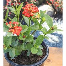 Image result for Ixora praetermissa