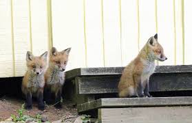 We did not find results for: Deterring Foxes Wildlife Online