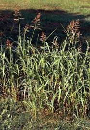 Johnson Grass Perennial Grasses Weeds In Lawn Invasive Plants