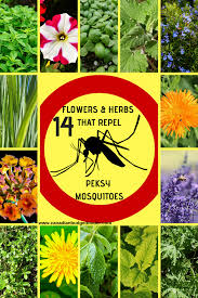 Maybe you would like to learn more about one of these? 14 Flowers And Herbs That Repel Mosquitoes The Saturday Weekend Review 256 Canadian Budget Binder