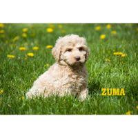 Joey is an 8 week old black male that is quite full of himself and is very personable! Cockapoo For Sale In United States 1282 Petzlover