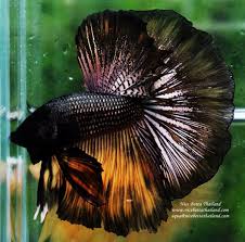 Nice Betta Thailand Co Ltd Betta Fish For Sale Siamese Fighting Fish In 2020 Betta Fish Siamese Fighting Fish Betta