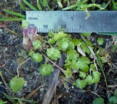 Image result for Hydrocotyle sibthorpioides