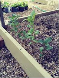 5 Baby Pink Lady Cripp S Pink Apple Trees From Seed This Is Their 1st Winter There Are Two Tall Ones Two Short Apple Tree From Seed Pink Apple Apple Tree