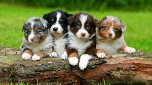 Australian Shepherd | Dog, Description, Summary, Temperament, & Facts |  Britannica