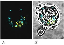 Recruits host actin for motility (acta induced actin nucleation behind bacteria). Construction Of A Multiple Fluorescence Labelling System For Use In Co Invasion Studies Of Listeria Monocytogenes Bmc Microbiology Full Text