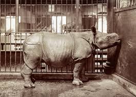 He was a bronx zoo icon for 30 years and will be missed. The Bronx Zoo 1910 Shorpy Old Photos Photo Sharing