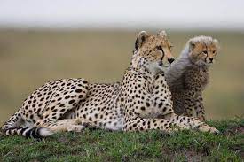 Honey The Cheetah Jonathan Angela Scott Cute Little Animals African Animals Baby Animals