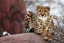 Cheetah The Cheetah Is Seating There And Looking At Something Aff Cheetah Cheetah Seating Ad Cheetah Nature Images Illustrations Kids