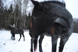 If you are considering sedating a horse for freeze branding, consult a veterinarian experienced both with horses and freeze branding for their opinion. February 2012 Werner Nokota Horses Page 2