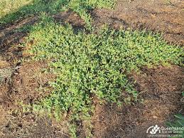 Image result for Rhynchosia