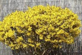 The flowers are golden yellow. Common Forsythia Varieties Types Of Forsythia Bushes For The Landscape