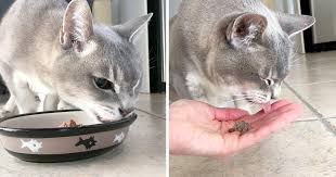He needed a glucose drip to. 5 Ways To Entice Your Sick Cat To Eat Cole Marmalade