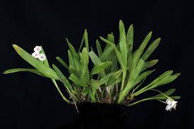 Image result for Polystachya leonardiana