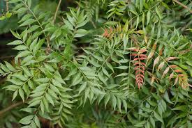 Maybe you would like to learn more about one of these? Chinese Pistache Pistacia Chinensis Inaturalist Ca