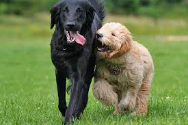 Dogs playing together will sometimes play a form of tag, where they take turns chasing each other. Safe Fun Dog Daycare In Converse Tx Four Paws Inn