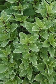 Image result for Ocimum basilicum