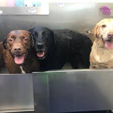 Dog adoption and cat adoption saves lives. K9 Kaos Pet Store In Dover