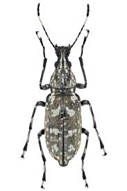 Black And Yellow Longhorn Beetle Uk Pin On Animales Del Mundo
