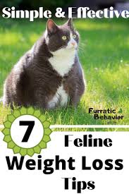Pin On Cat Exercise Ideas