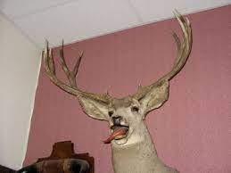 A Gallery Of Badly Stuffed Animals Bad Taxidermy Animals Support Animal