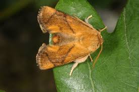 Image result for Apoda limacodes