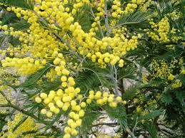 Image result for Acacia amythethophylla