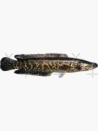 Northern Snakehead Sticker By Lureguru Redbubble Northern Stickers Fishing Trip