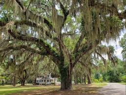Check spelling or type a new query. Spanish Moss South Carolina Lowcountry