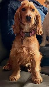 Well seeing as Christmas is soon upon us we decided Suki needed a visit to  the groomers, brushed up quite well don't you think. 😏👍