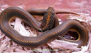 Maybe you would like to learn more about one of these? African Snakes Species Diversity Top 10 Most Poisonous Description Habitat Species Characteristics Reproduction Life Cycle Characteristics And Characteristics Nature 2021