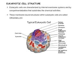 It comprises of other cellular structures and organelles which helps in carrying out some specific functions required for the proper functioning of the cell. Basic Information On Cell Cell Membrane And Its