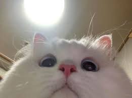 Wake Up Hooman Excluding Americans Music Indieartist Chicago Cute Cats Baby Cats Animals