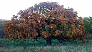 The best colors occur when conditions iowa's trees come in all shapes and sizes—from majestic oaks to dense cedars, from graceful elms. 56 Trees Of Iowa Ideas Iowa Tree Iowa Farms