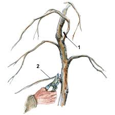 Share your gardening knowledge & experience ». Pruning And Staking A Weeping Redbud Finegardening