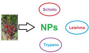 Image result for Vernonia congolensis