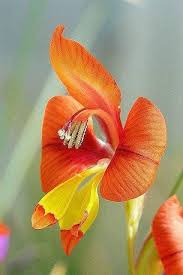 Image result for Gladiolus bellus